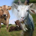 Tips Memilih Hewan Kurban yang Baik serta Halal, Simak Caranya.