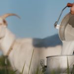 ilustrasi susu kambing