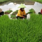 ilustrasi petani menyiapkan benih padi sebelum ditanam