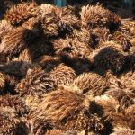 ilustrasi limbah kelapa sawit