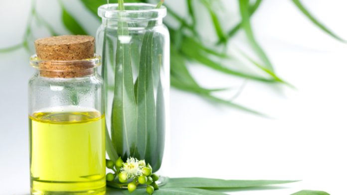 ilustrasi minyak kayu putih