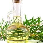 ilustrasi minyak kayu putih