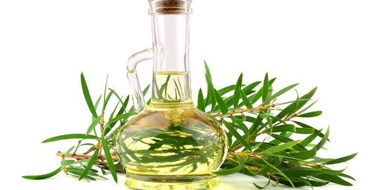 ilustrasi minyak kayu putih