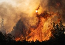 Kebakaran hutan melalap pepohonan di Agia Sotira, pinggiran barat Athena, Yunani, pada 20 Juli 2023. Selama empat hari berturut-turut, kebakaran hutan terus melalap rumah-rumah dan hutan di bagian barat Athena, Yunani.