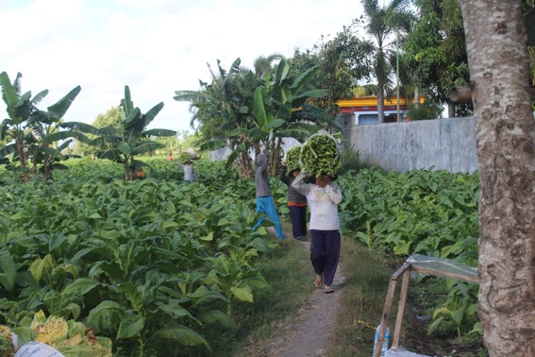 Lahan Tembakau di Lombok