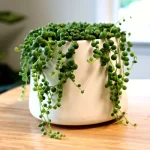 String-of-pearls