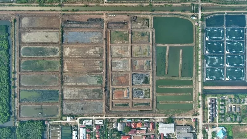 Klaster Budidaya Ikan Nila Salin di Karawang