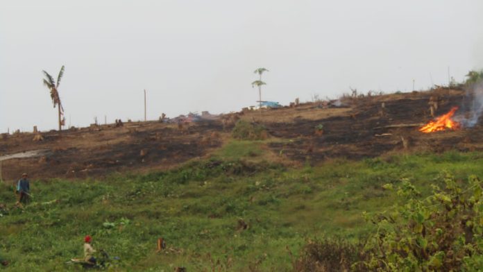 Ilustrasi penebangan hutan menyebabkan perubahan iklim. (Foto : Fio Atmaja)