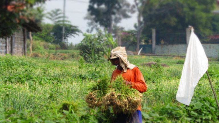 Luas Lahan Tanam Bawang Merah di Mojokerto Capai 482 Hektar