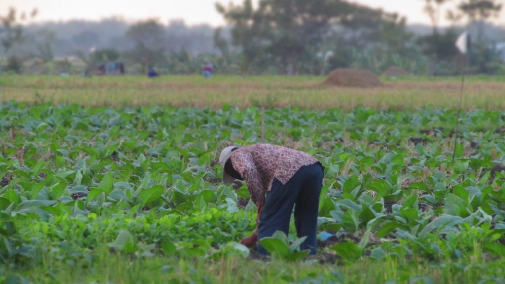 Peningkatan luas tanaman tembakau berdampak pada produktivitas yang kian membaik. (Foto : Fio Atmaja)
