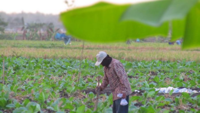 Peningkatan luas tanaman tembakau berdampak pada produktivitas yang kian membaik. (Foto : Fio Atmaja)
