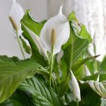 Peace lily