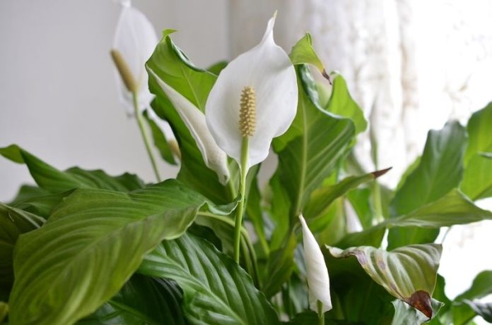 Peace lily