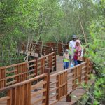 Kebun Raya Mangrove Surabaya
