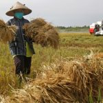 ilustrasi panen padi