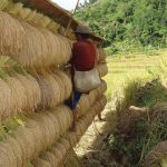 ilustrasi panen padi