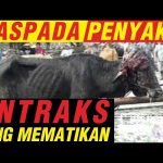 Mengenal Penyakit Antraks, Ciri-ciri serta Cara Mencegahnya