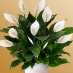 Peace lily