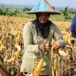 Petani Menanam Pajale