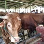 ilustrasi sapi impor