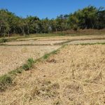 ilustrasi sawah kekeringan
