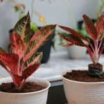 Sri Rejeki (Aglaonema)