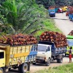China Borong Minyak Sawit Indonesia, Ekspor CPO RI Konsisten Naik.