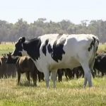 Malaysia Stop Impor Sapi dan Kerbau dari Australia, Ikuti Langkah Indonesia Imbas Penyakit LSD.