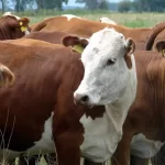 ilustrasi sapi impor