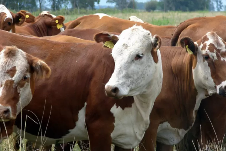 Indonesia Tangguhkan Impor Sapi dari Australia Akibat Temuan LSD