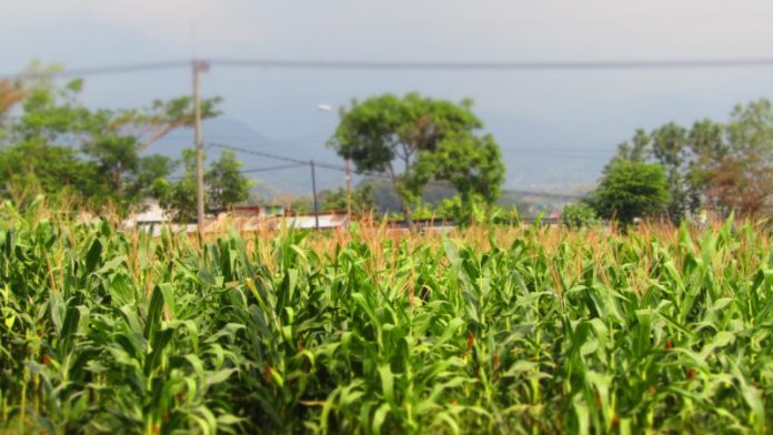 Produktivitas jagung kabupaten Mojokerto meningkat. (Foto : Fio Atmaja)