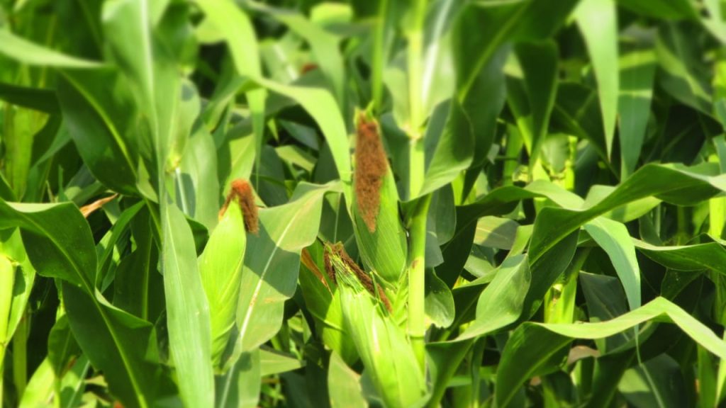 Produktivitas jagung kabupaten Mojokerto meningkat. (Foto : Fio Atmaja)