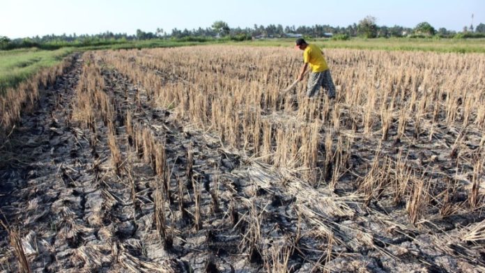 ilustrasi lahan pertanian mengalami kekeringan