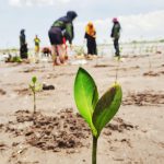 ilustrasi menanam mangrove