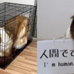 Kisah Toco Pria Jepang yang Bercita-Cita Jadi Binatang, Berikut Faktanya.