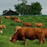 Malaysia Stop Impor Sapi dan Kerbau dari Australia, Ikuti Langkah Indonesia Imbas Penyakit LSD