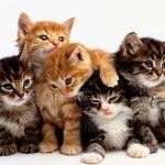 Sejarah Hari Kucing Sedunia serta Fakta Uniknya, Diperingati Setiap Tanggal 8 Agustus