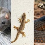 Daftar Hewan Perantara Sihir dan Santet, Dipercaya Dalam Hal Ilmu Spiritual