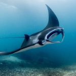 Ikan Terpintar di Dunia