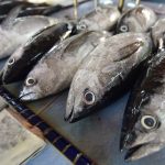 Ikan Penderita Diabetes