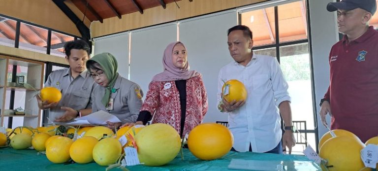 Anas Karno dorong urban farming varietas Golden melon masif di 31 kecamatan