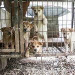 korea selatan daging anjing