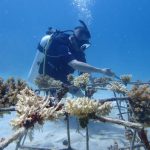 Pertamina Transplantasi Karang