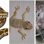 Daftar Hewan Perantara Sihir dan Santet, Dipercaya Dalam Hal Ilmu Spiritual.