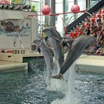 Lumba-Lumba diberi es batu