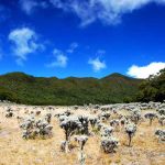 Gunung Gede Pangrango