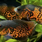 Ikan Terpintar di Dunia