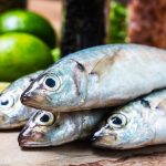 round-scad-fish_1205-2098