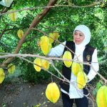 Gubernur Khofifah Kunjungi Agrowisata Petik Buah Belimbing Karangsari di Kota Blitar, Destinasi Wisata Andalan Kota Blitar