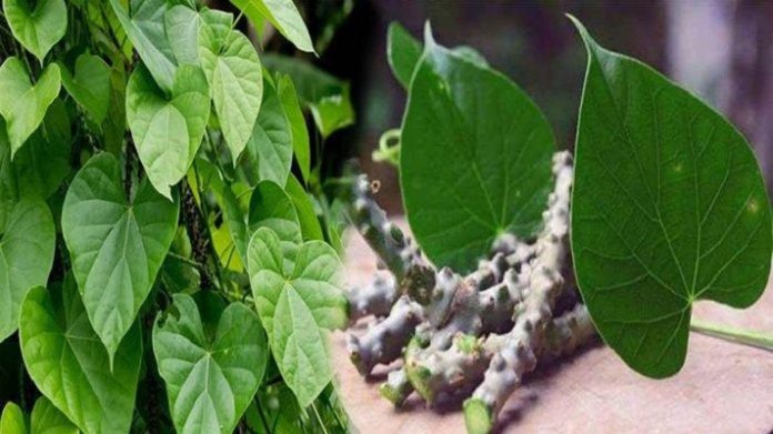 Manfaat Brotowali Bagi Kesehatan